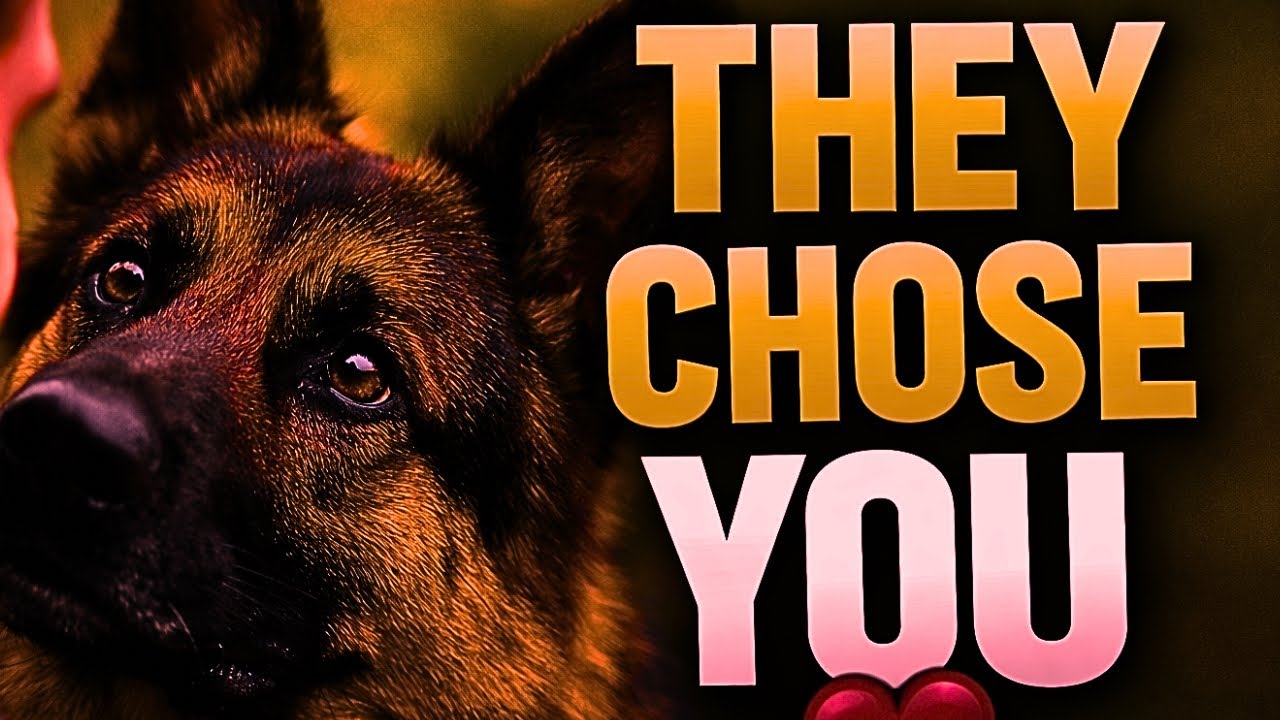 10 Undeniable Signs Your German Shepherd Has Truly Bonded With You #2026 #2025 #germanshepherd