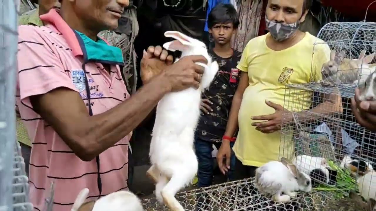 CHEAPEST RABBIT HAMSTER MARKET | RECENT RABBIT, GUINEA PIG, HAMSTER PRICE AT GALIFF STREET