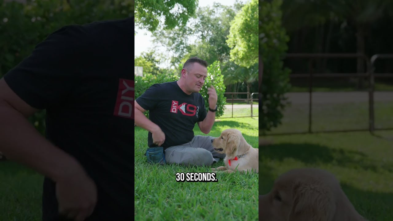 Why You SHOULDN&rsquo;T Get a Golden Retriever