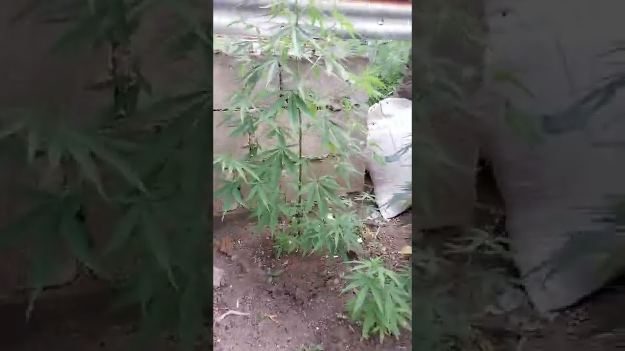 how to grow outdoor weed