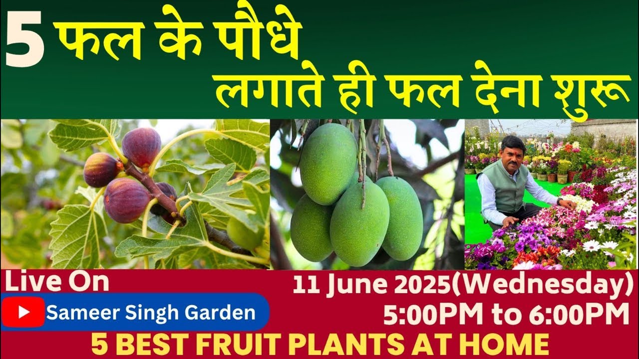 5 फल के पौधे, लगाते ही फल देना शुरू || 5 Best Fruit Plants at Home
