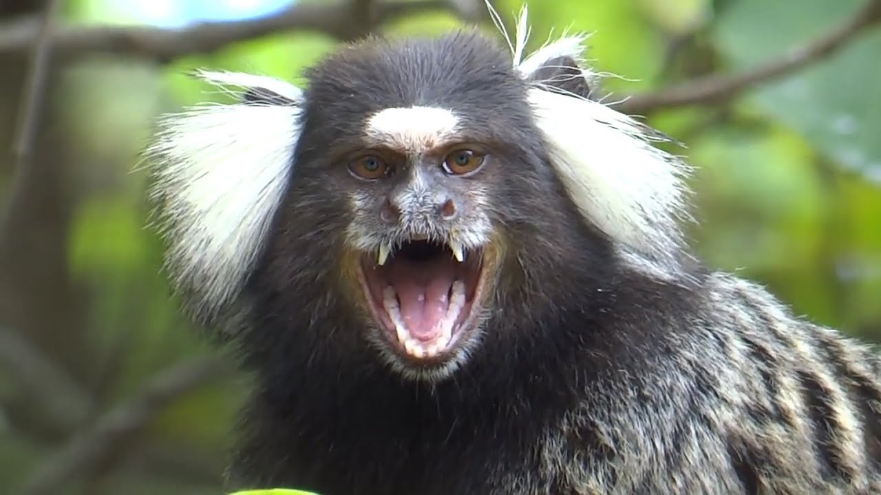 SAGUÍ VOCALIZANDO