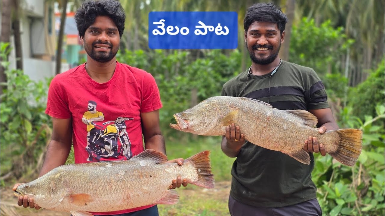 Yanam Famous 🤩 Живой рыбный аукцион Godavari Pandhappappa YanamFishingLife #видео #шорты #shortsfeed