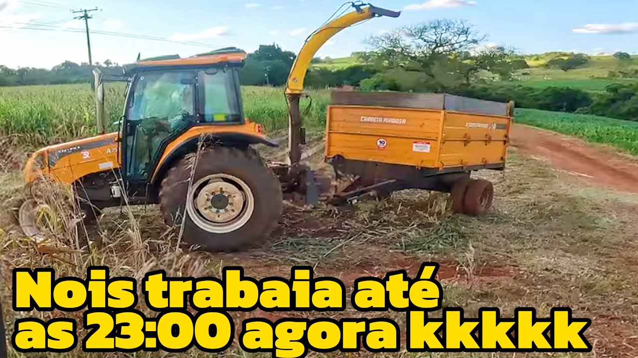 Primeiro dia fazendo nossa silagem com o marelo cabinado (roçavlog)