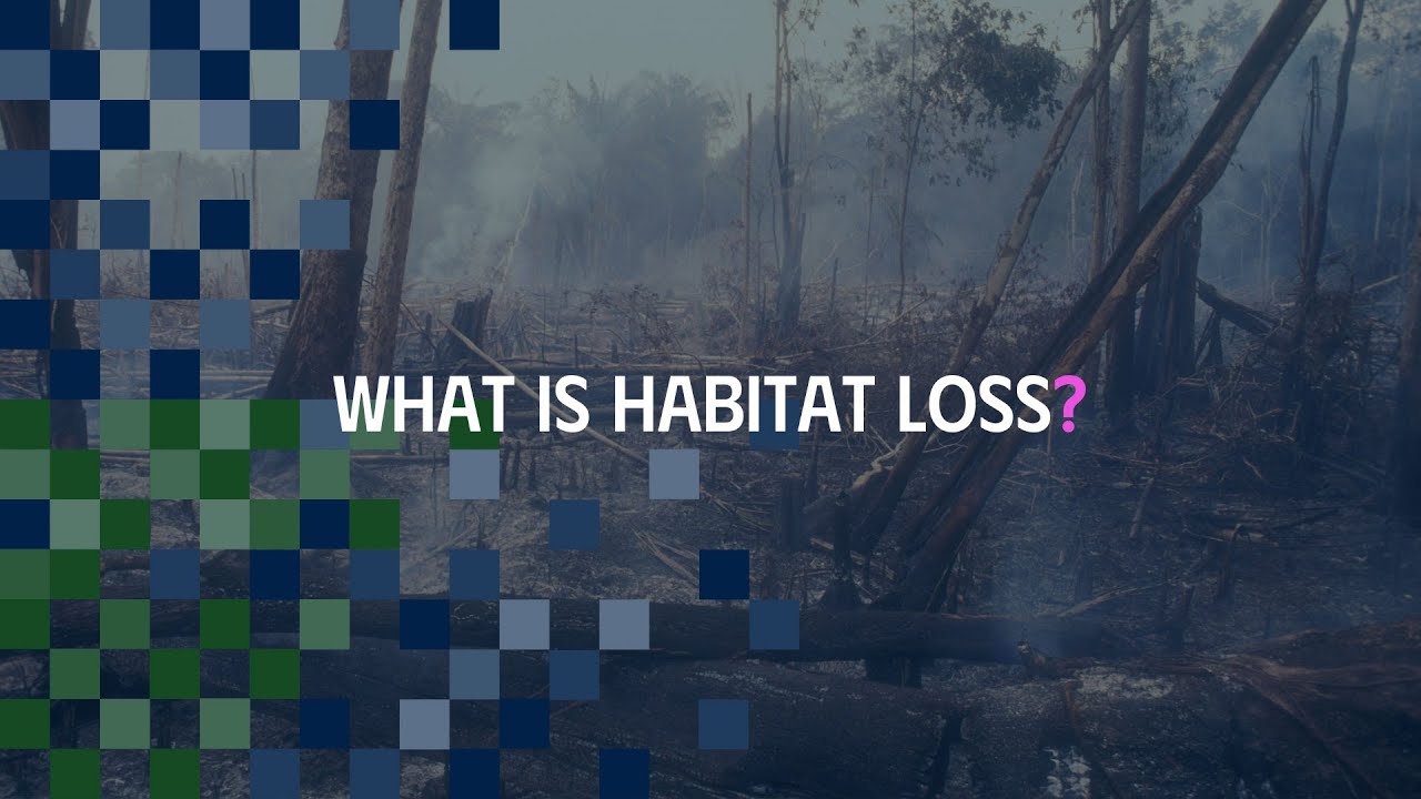 What is habitat loss?