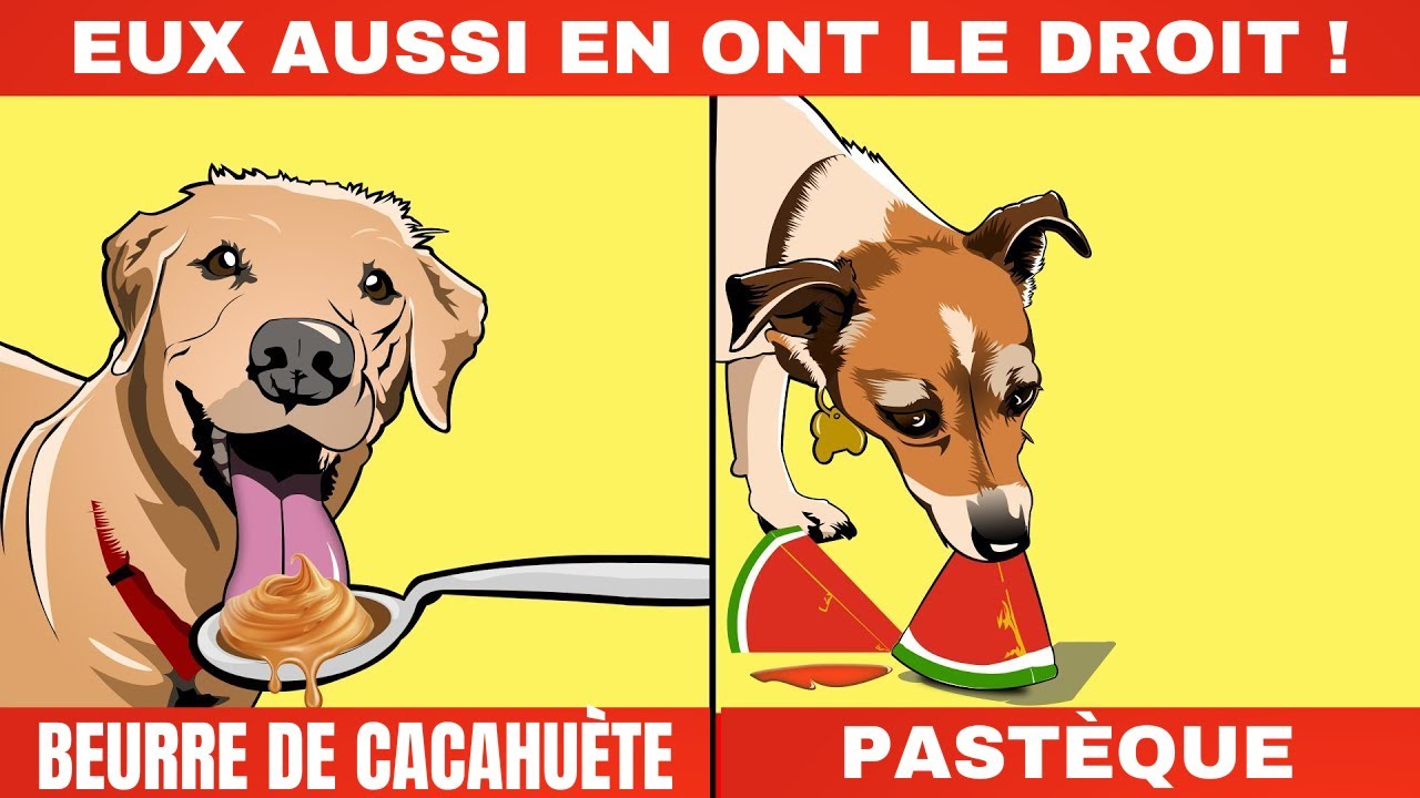 Les Aliments pour humains qui sont en fait bons pour les Chiens