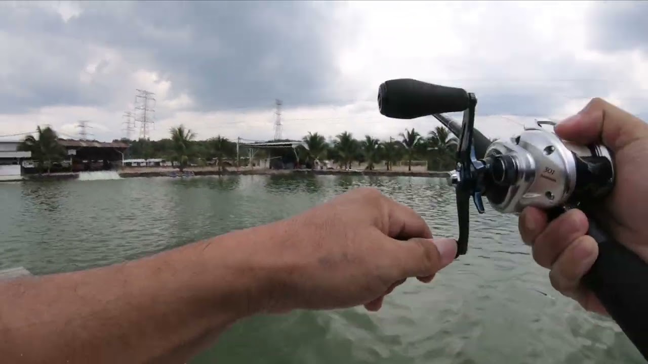 Swimbait fishing Chaophraya / Natural Exotic Fish Fishing Pond