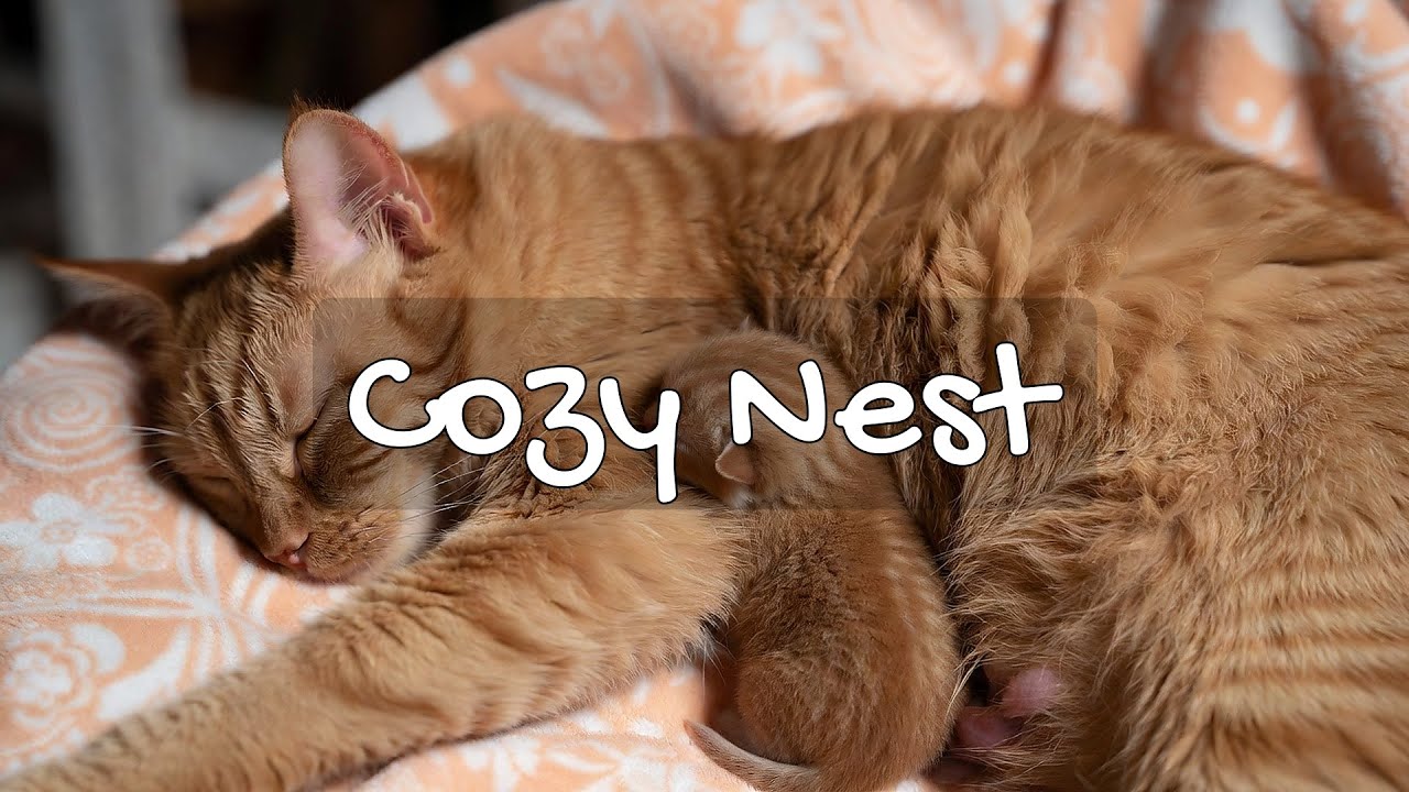 LIVE 🐱 Dreamy Chill Music for Cats 🐾 | Season 4 | 24/7 Lofi Radio 📻