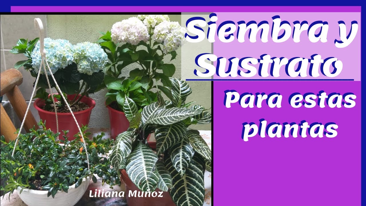 SIEMBRA Y SUSTRATO DE HORTENSIAS, NEMATANTHUS Y  AFELANDRA / Liliana Muñoz