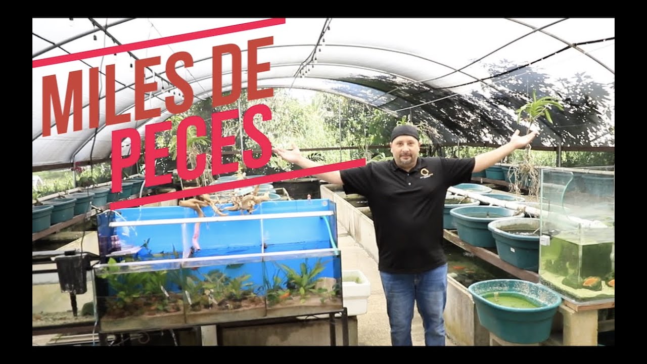 MI PRIMER CRIADERO DE PECES||||||😱🐟🐠