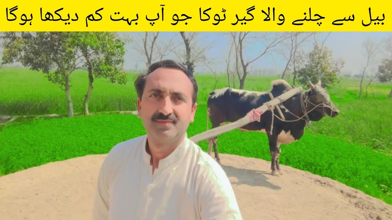 punjabi farmer cutting fodder with The Help of Gear Toka Machine-old chaff cutter Machine in punjab.