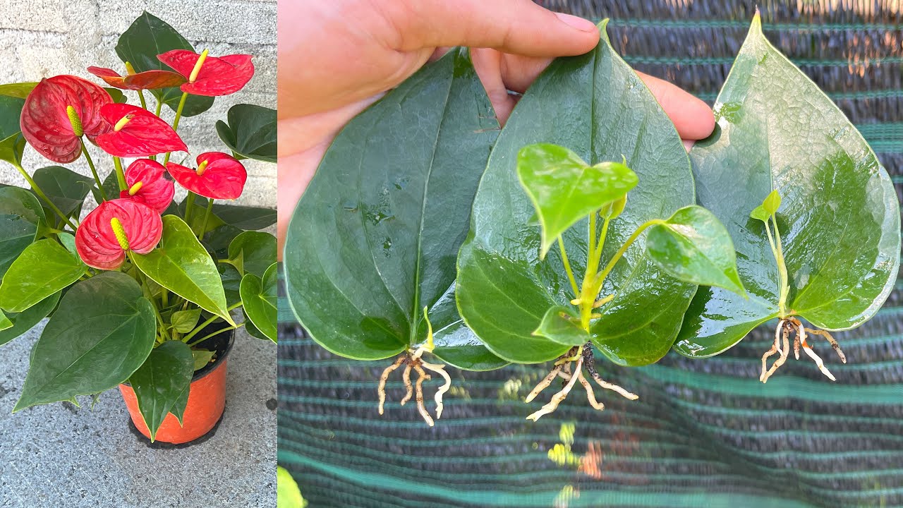 Mẹo hay trồng cây Hồng Môn bằng lá | anthurium plant care