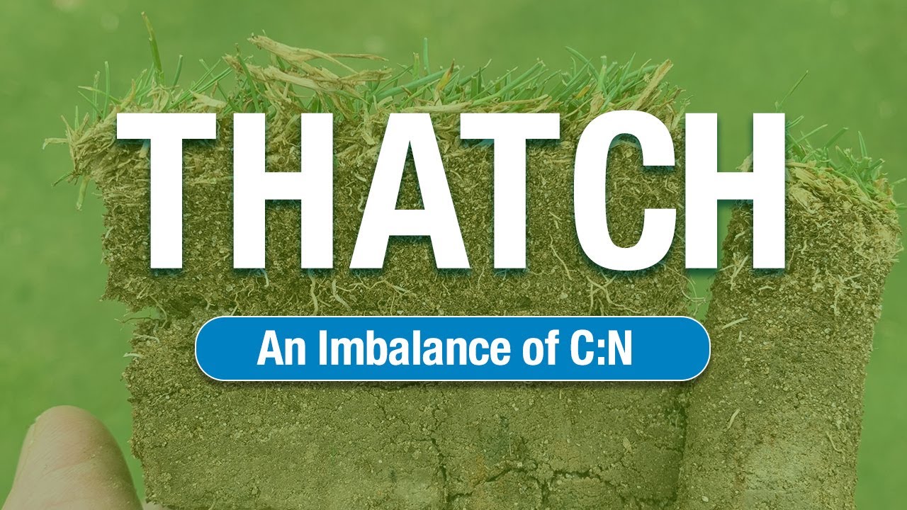 2 Minute Turf Talk - Thatch - An imbalance of C:N