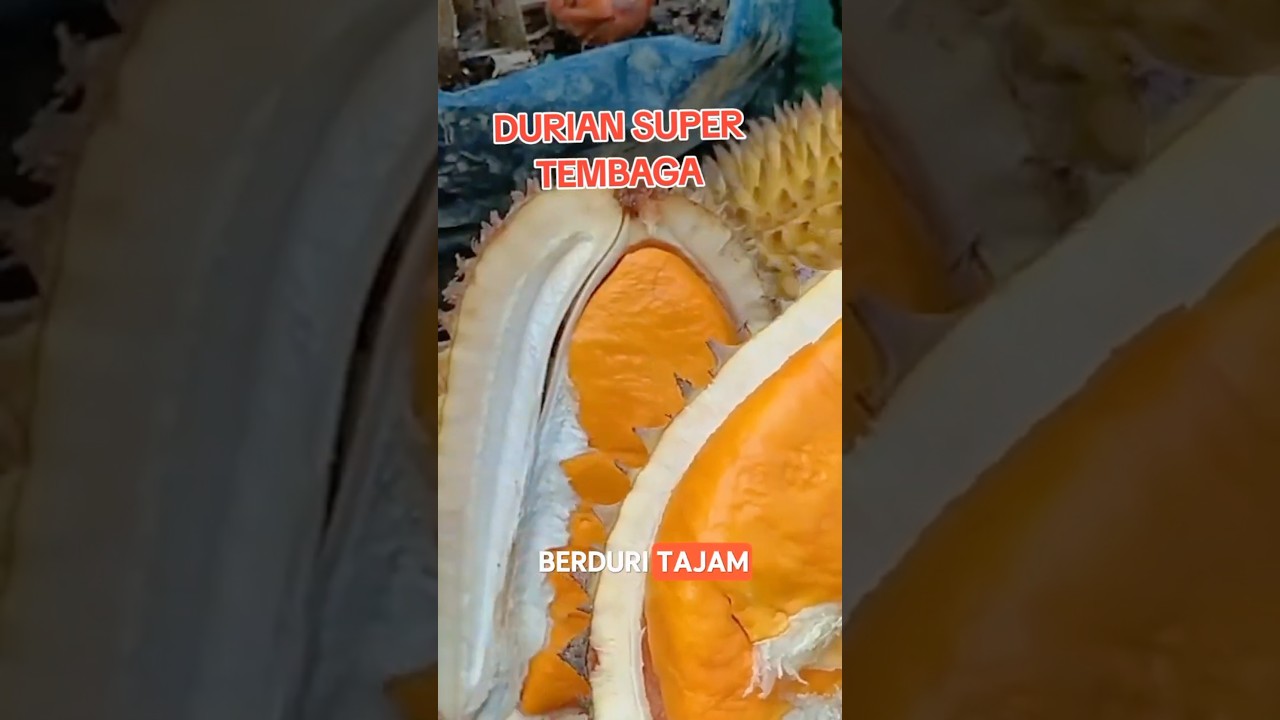 Durian Super Tembaga ‼️ Durian Premium dengan Rasa Manis Legit & Biji Kecil! 