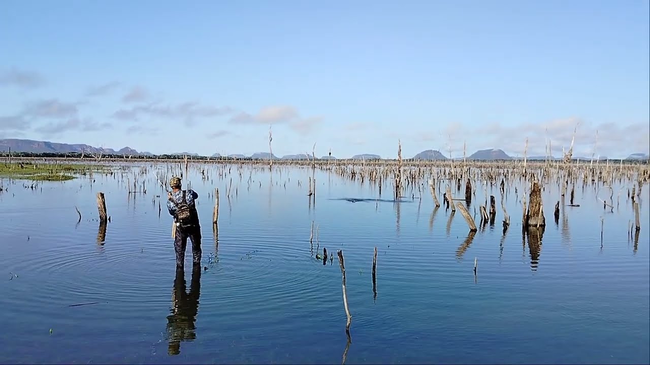 Vários tucunarés atacando na superfície #fishing #pescaria #peixesamazonicos