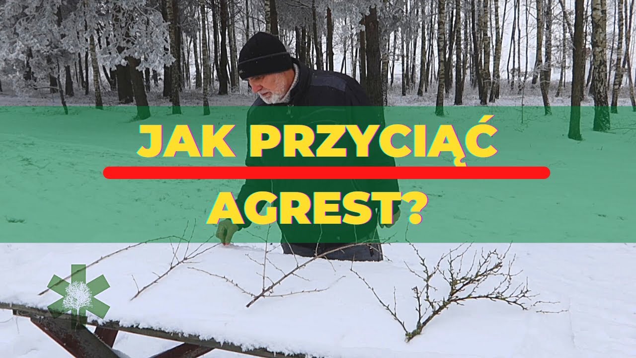 Jak przyciąć agrest - gałązka po gałązce?
