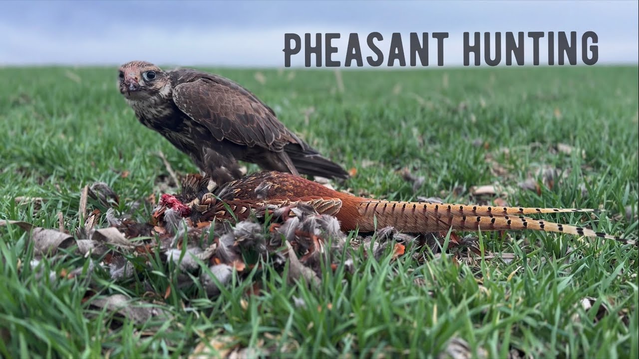 FALCONRY - 
