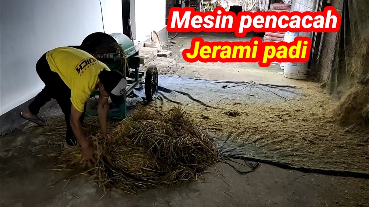 Mesin pencacah jerami padi - Pakan ternak - Mesin coper produksi Dadong awok farm
