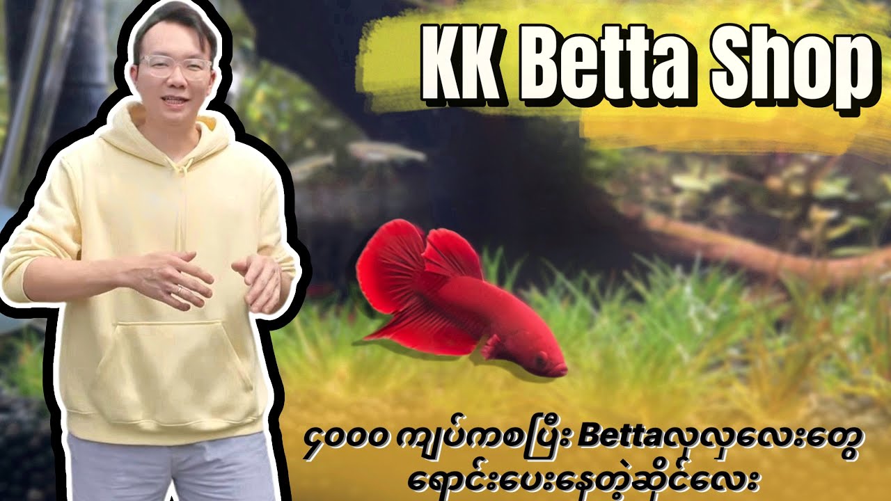EP52: ၄၀၀၀ကျပ်ဝန်းကျင်ကစပြီး Bettaလေးတွေမွေးကြမယ် [KK Betta Shop South Dagon]