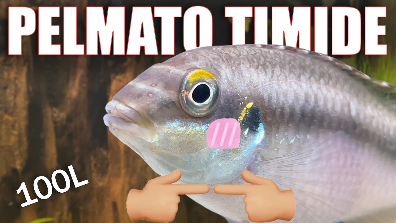 Mes poissons ne veulent plus me voir ! 😭 (Aquael 100L x2)
