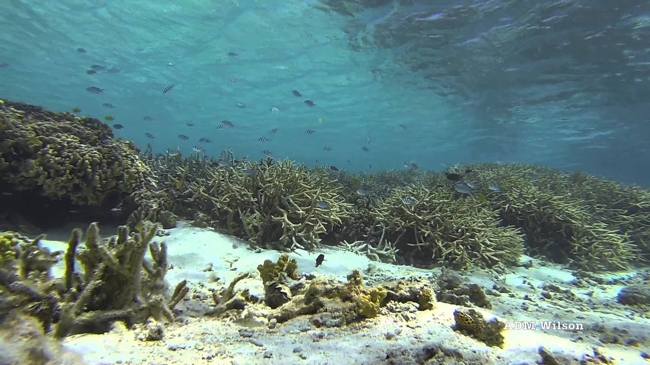 One Tree Island (Great Barrier Reef) - species assemblages