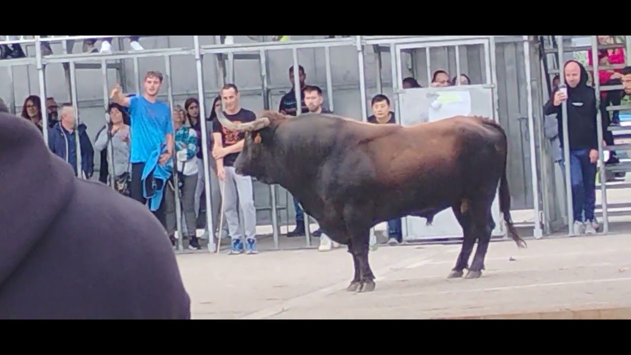 Enorme toro pedreguer alicante ganadería coves pedreguer 