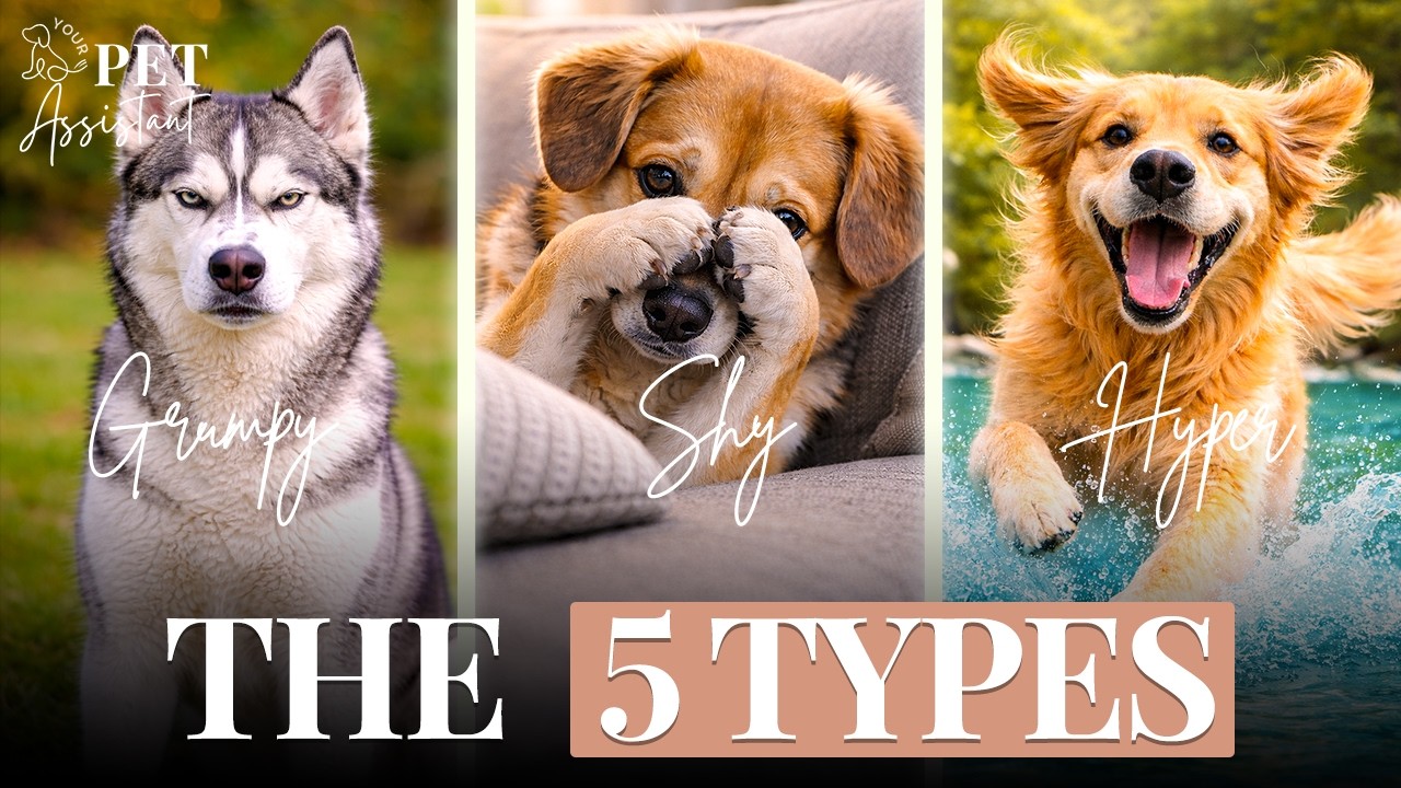 Do Dogs Have Personalities Like Humans? The Science Explained