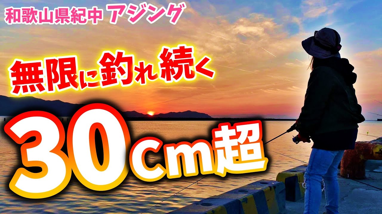 【和歌山アジング】クーラー満タン！３０㎝超が入れ食い！超ヤバすぎるこの釣り！