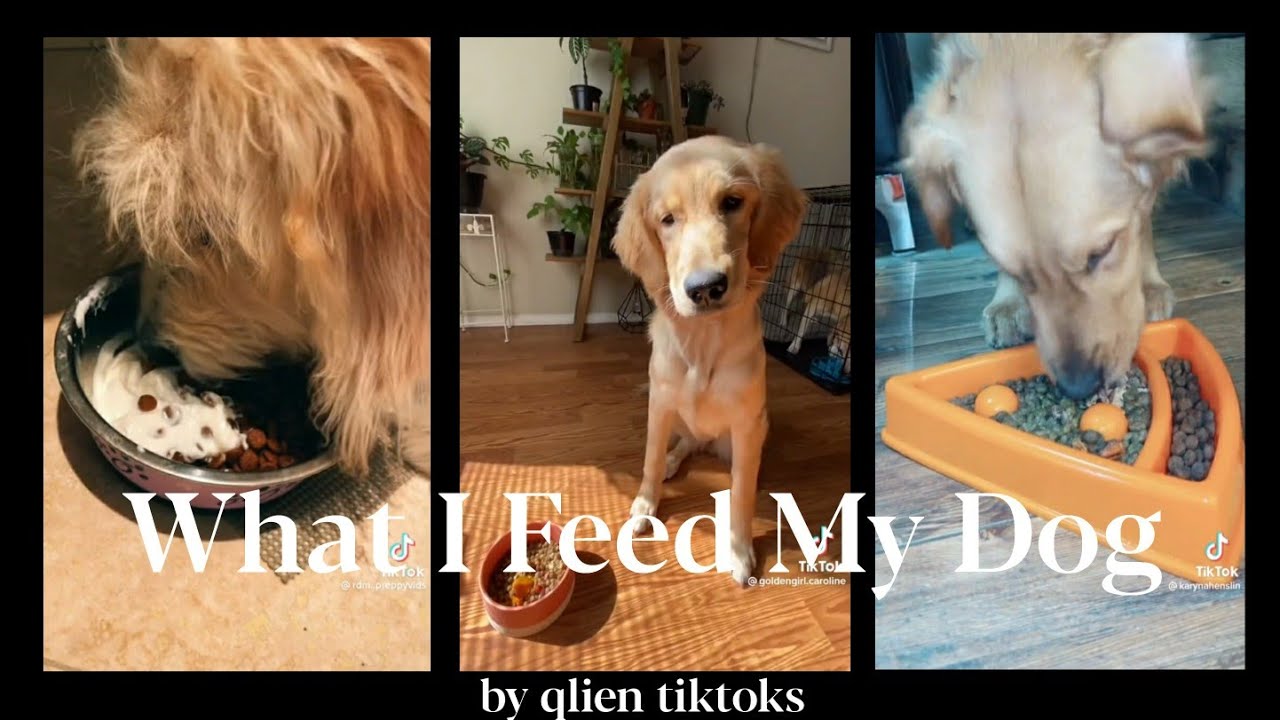 What I Feed My Dog Tiktok Compilation 🐶