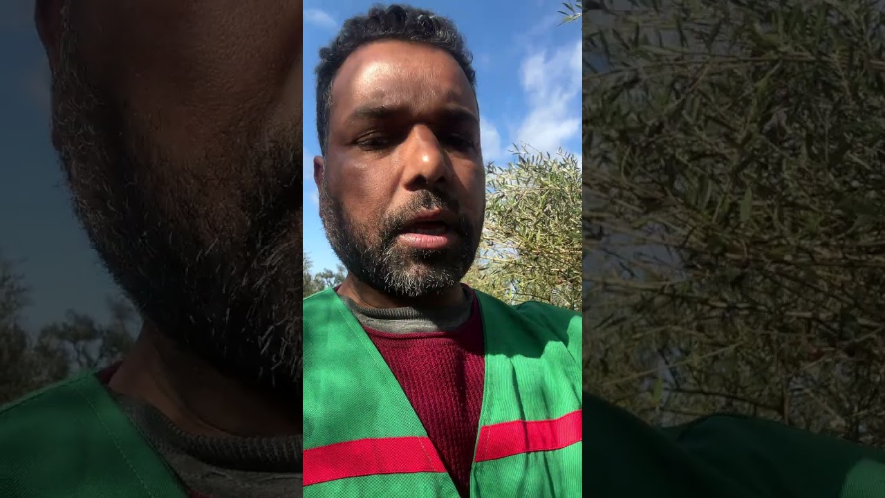 فريق عمل الفلاح الصغير : تقليم اشجار الزيتون زراعة مكثفة 4/1,20  بإقليم الخميسات 