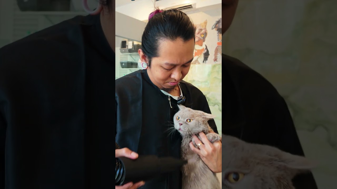 Мисти Миттенс и Кричащая Картошка 🙀