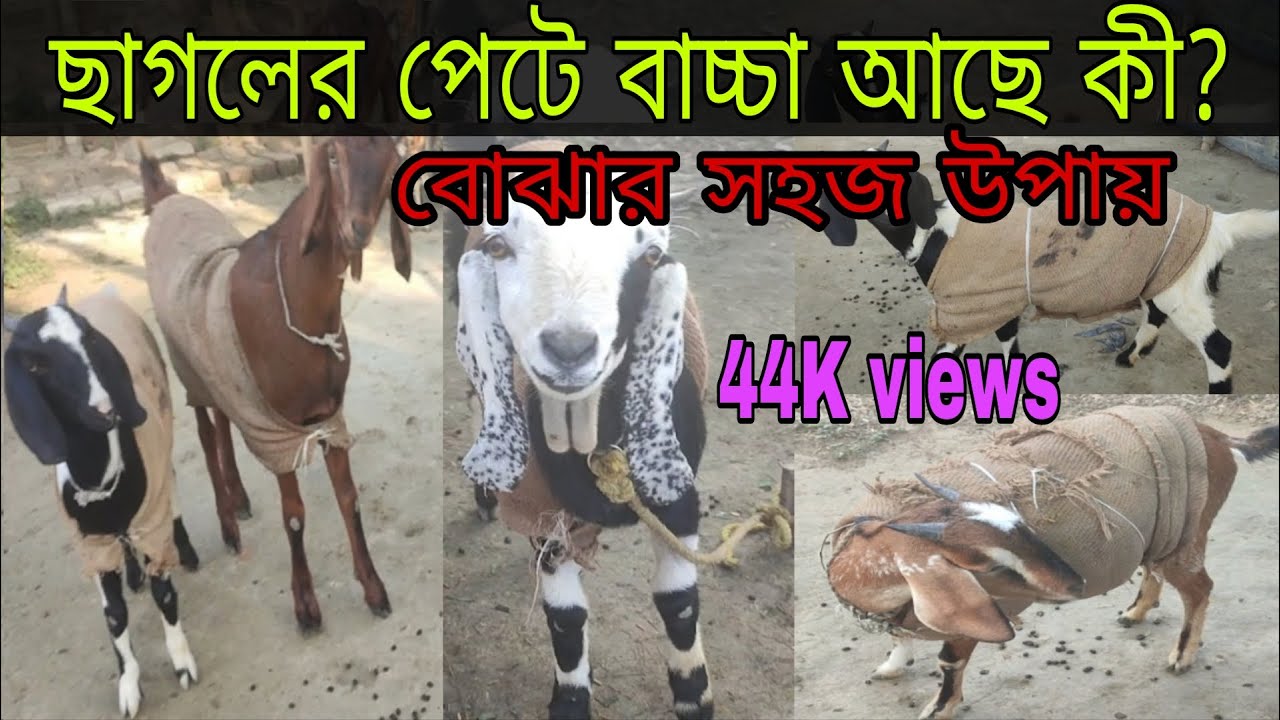 ছাগলের পেটে বাচ্চা আছে কিভাবে বুঝব || গর্ভবতী ছাগল চেনার উপায় || ছাগল পালন পদ্ধতি || new goat farm