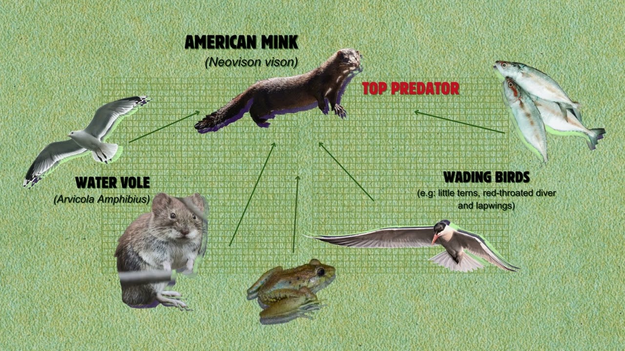 Introduced Species- The American Mink