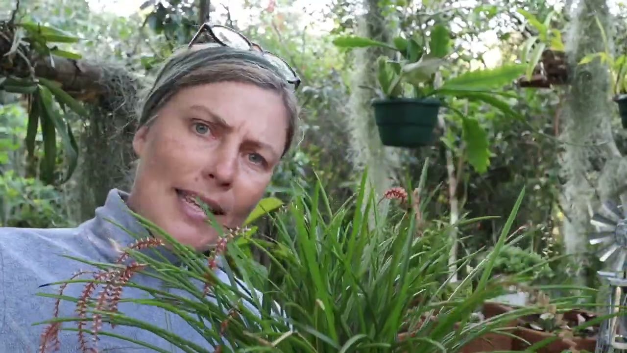 Dendrochilum wenzelii #mybackyardorchids