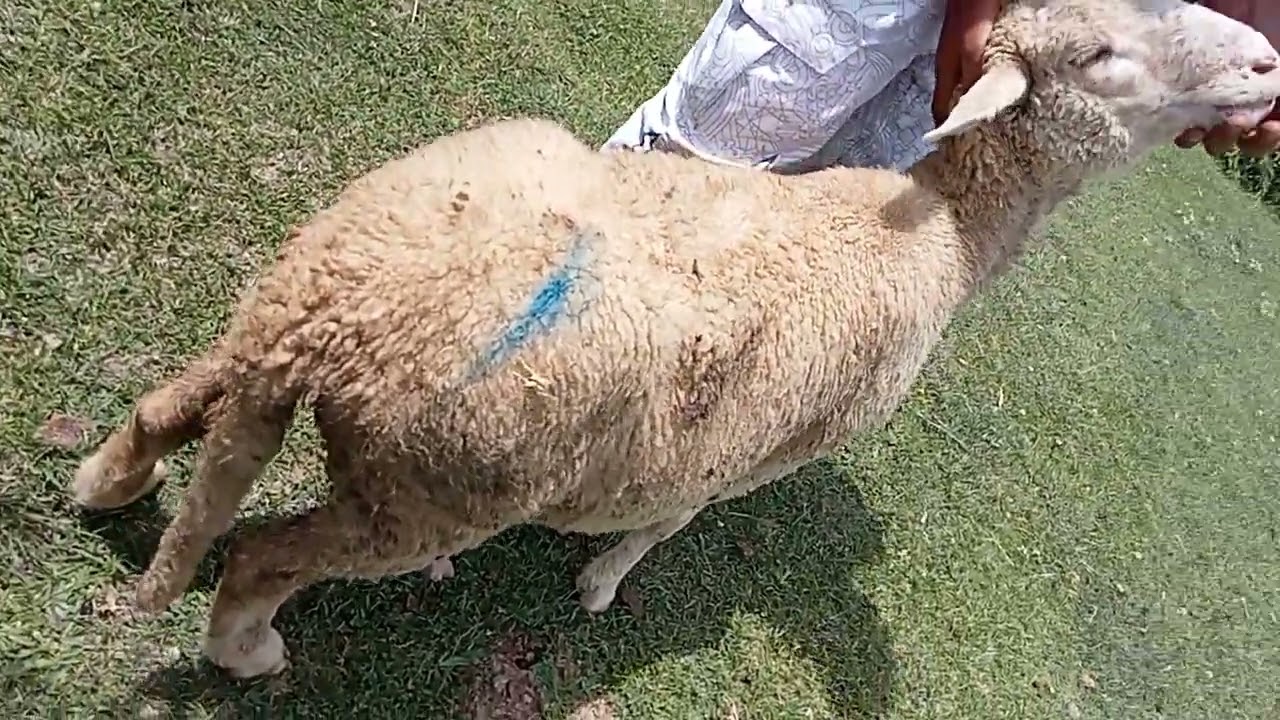 for sale 15000price much long tail female sheep