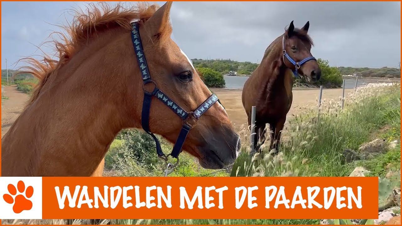 Grote wandeling met alle paarden | DierenpraatTV