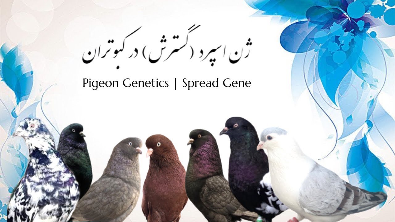 ژن اسپرد در كبوتران | Pigeon Genetics | Spread Gene