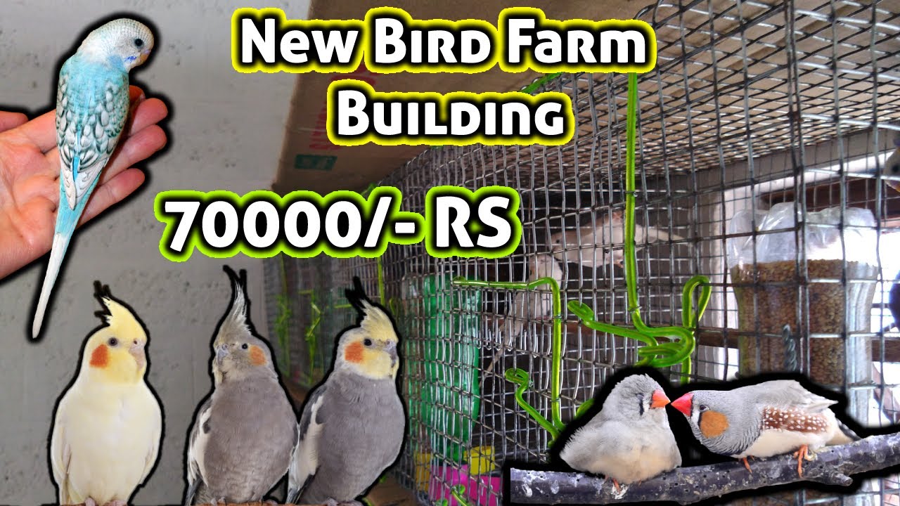 Building My New 70000/- rupees Bird Farm in Coimbatore || Bird Farm Tour || Build Your Bird Farm....