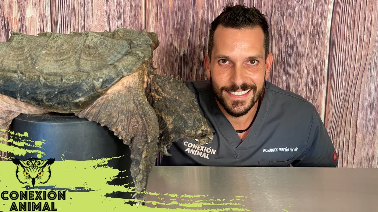 Tortuga Caimán | Sus cuidados básicos como mascota exótica.