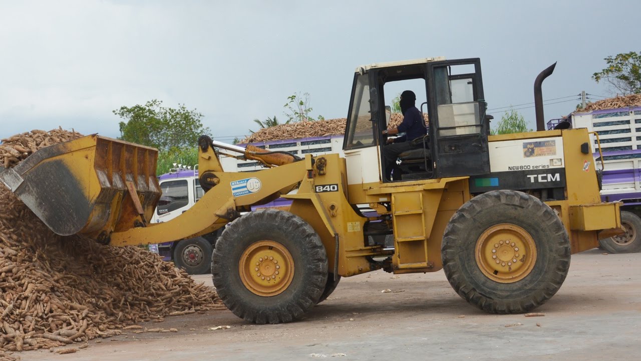 รถตักมันสำปะหลังใส่รถบรรทุกพ่วง Wheel loader and Truck | Che Chef