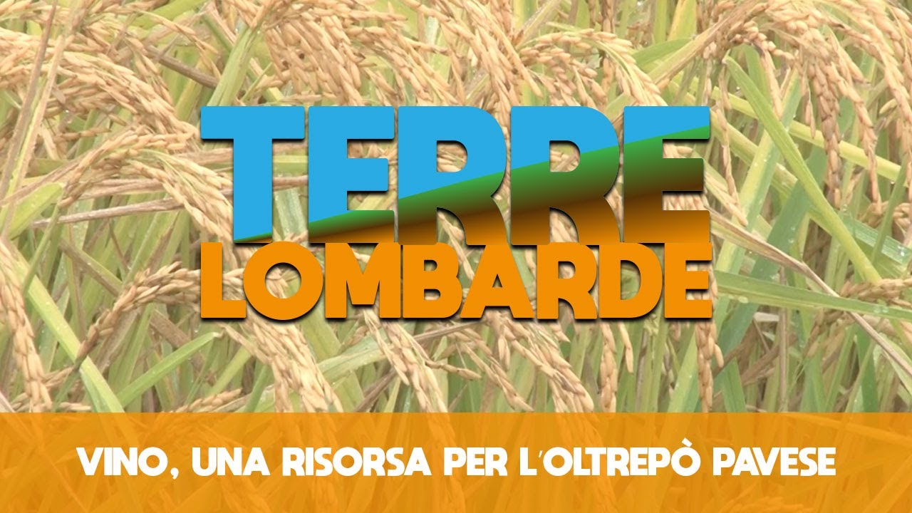 Terre Lombarde - Vino, una risorsa per l’Oltrepò Pavese