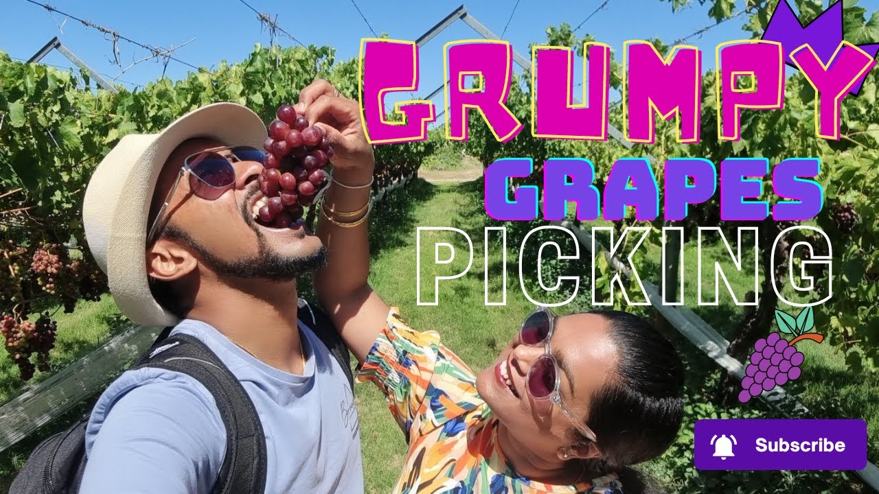 Grumpy Grapes Vineyard | Grapes Picking Swan Valley Perth Western Australia | සිංහල vlog