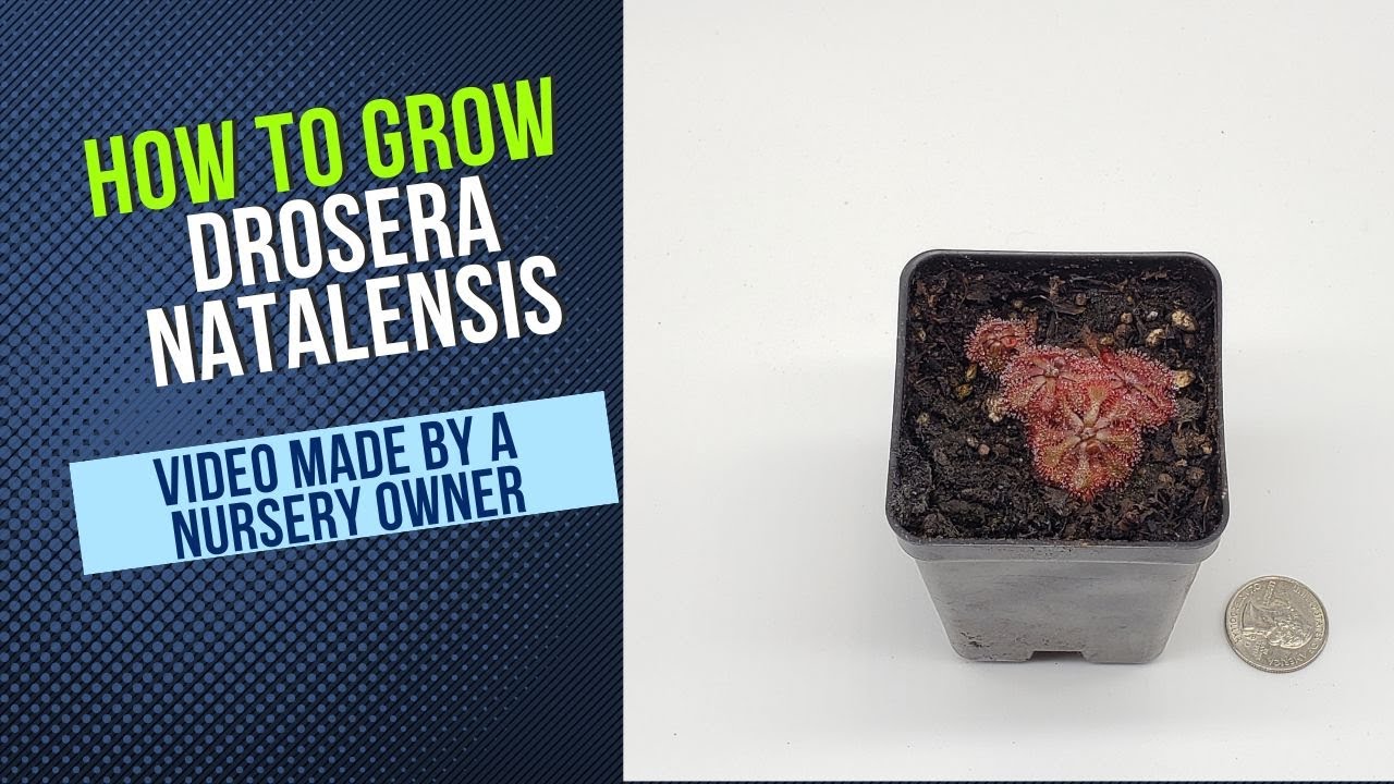 How to Grow and Propagate Drosera Natalensis (Carnivorous Plant Grow Guide)