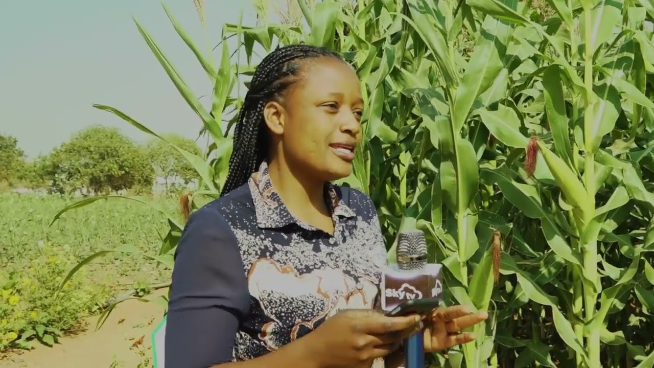 FAHAMU NAMNA YA KULIMA MAHINDI :KILIMO MKWANJA