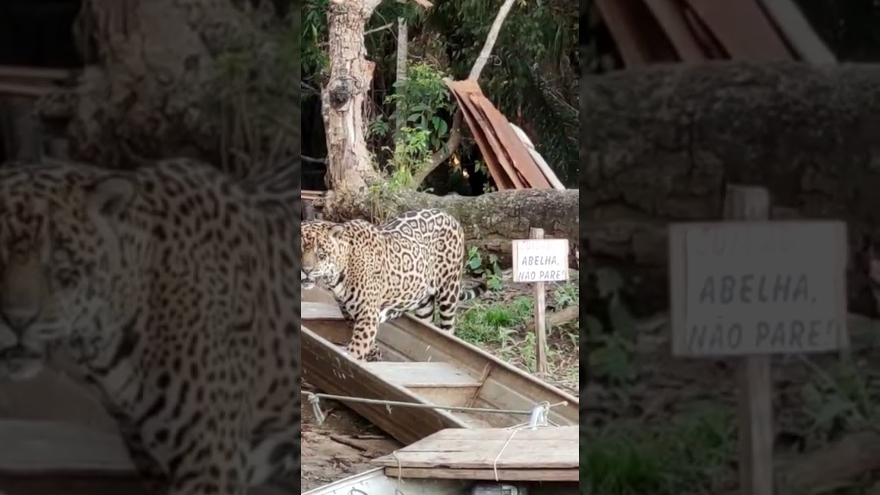 Onça pintada invade acampamento e deixa pescadores aterrorizado