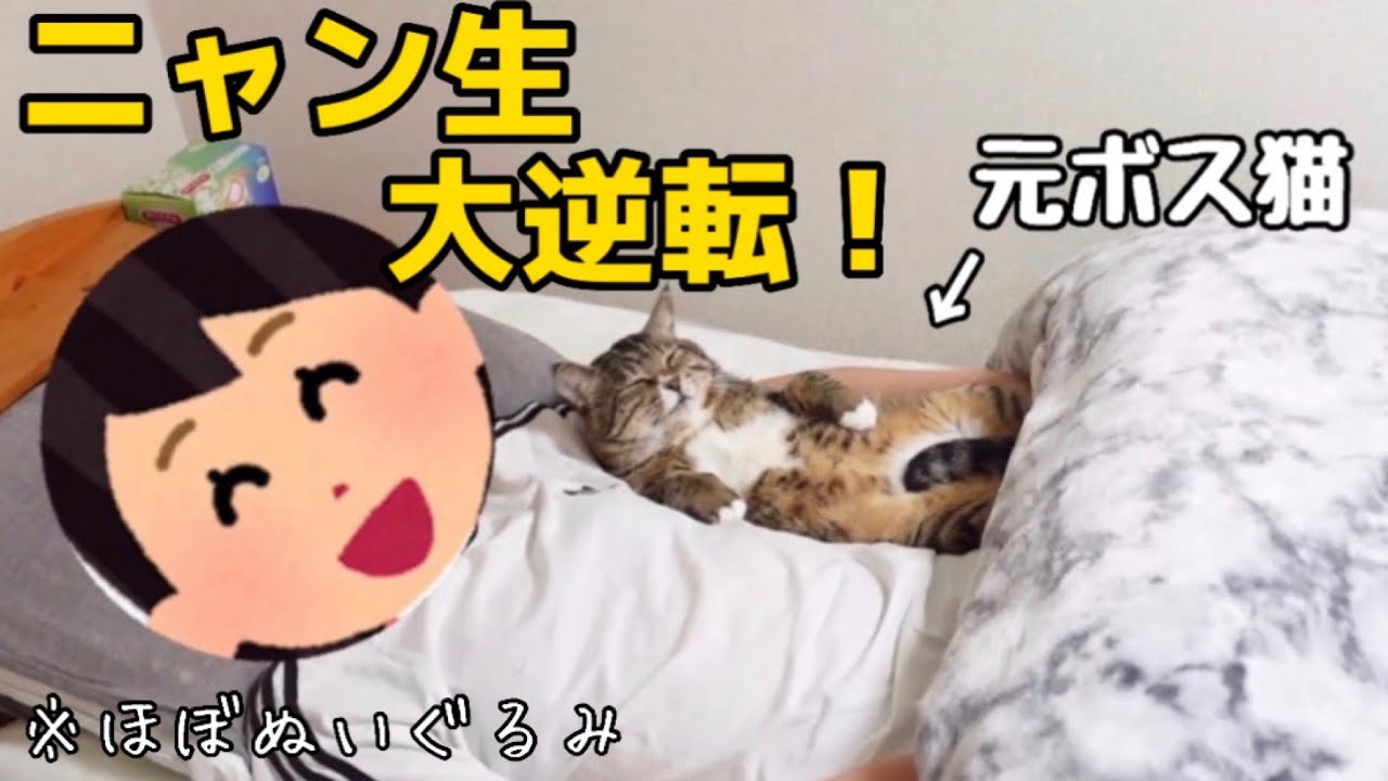 【野良猫から家猫へ】22歳、一人暮らし。元ボス猫を家族に迎え入れたらぬいぐるみすぎた。可愛すぎてぴあわせ