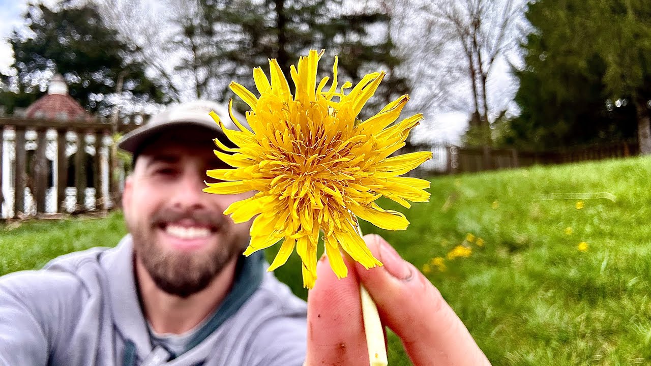 Dandelion Taste Test (YES THEY ARE EDIBLE!)