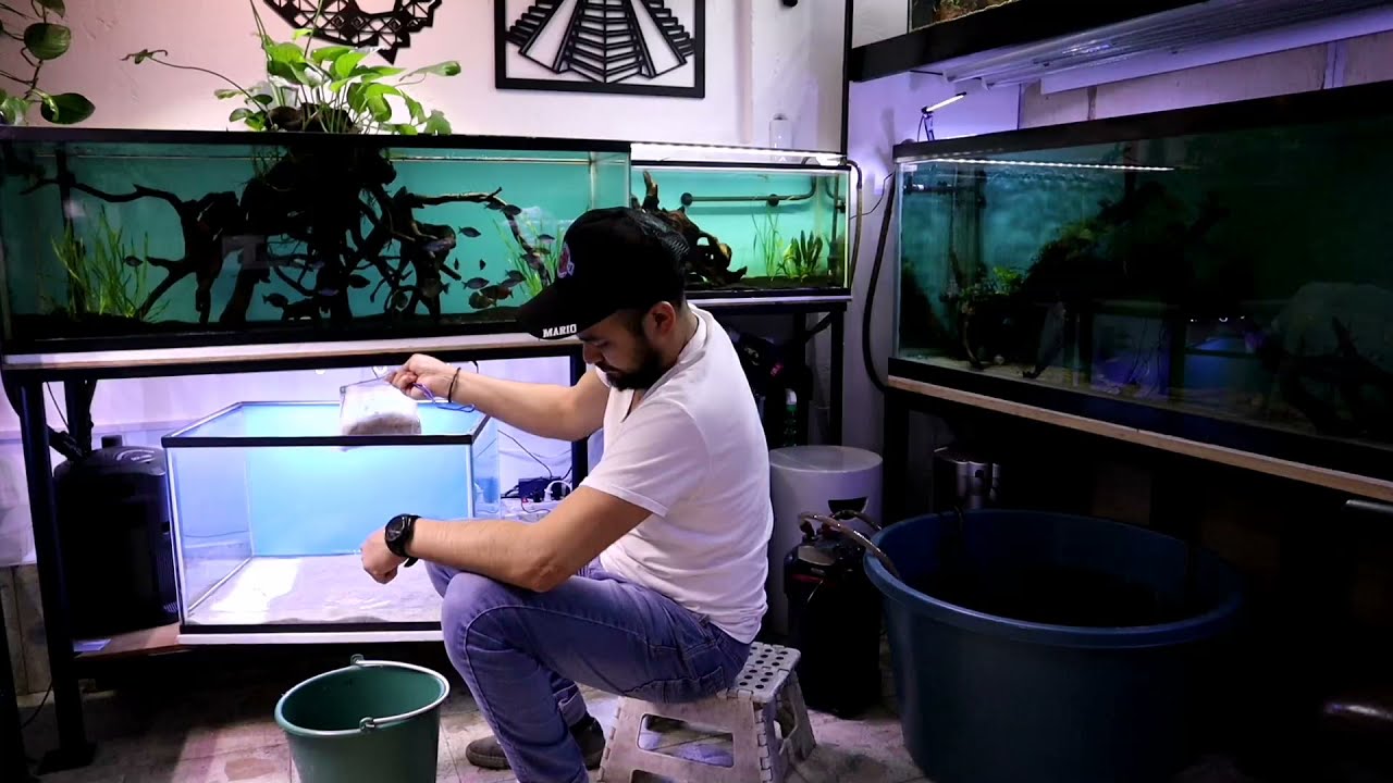Acuario con fuga ¿Arreglarlo o comprar otro?