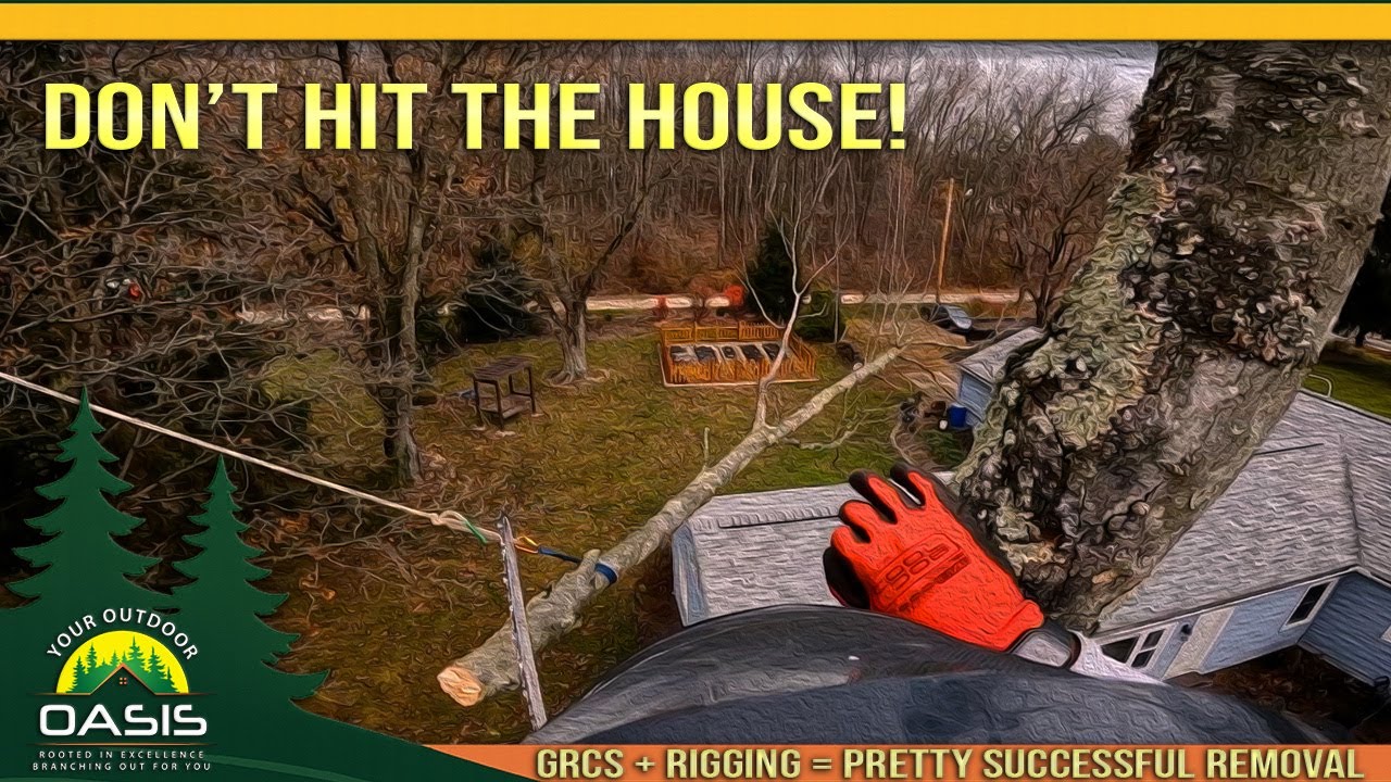 Несколько мелких проблем… но каждая работа приносит опыт (удаление клена)