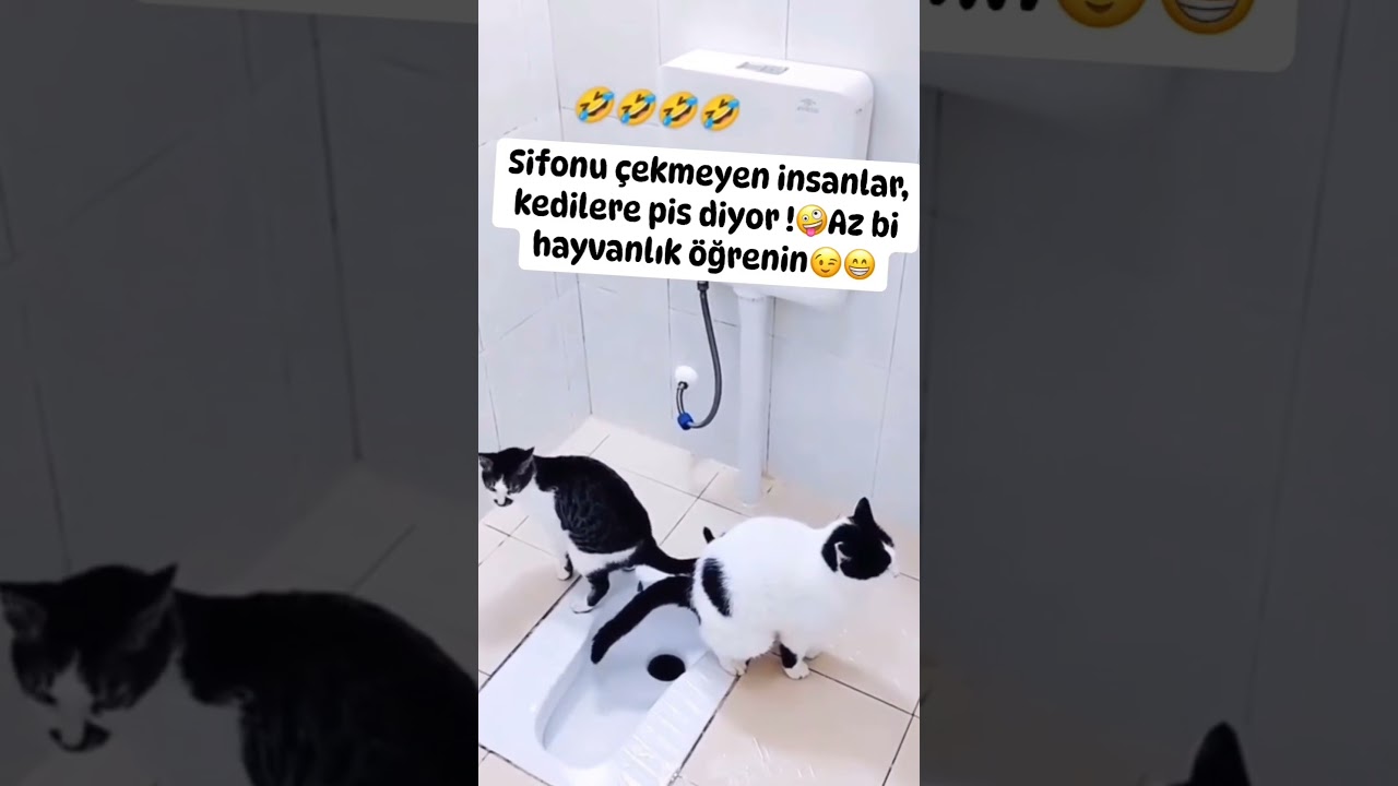 #cat #catlover #kedi #ask #kitten #catvideos #animals #cute 🥰🥰🤗🤗😘